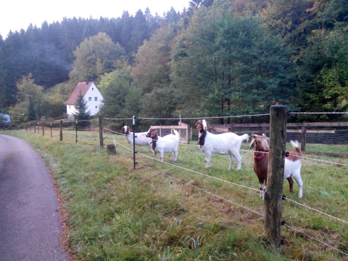 Fewo Pacohaus Naehe Willingen Diemelsee Brilon Exterior photo